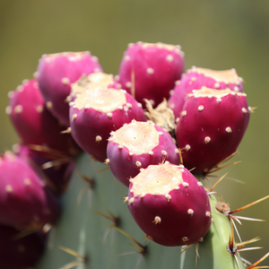 DISCOVER ONE OF THE RAREST AND LUXURIOUS OILS WORLDWIDE, THE PRICKLY PEAR SEED OIL.
